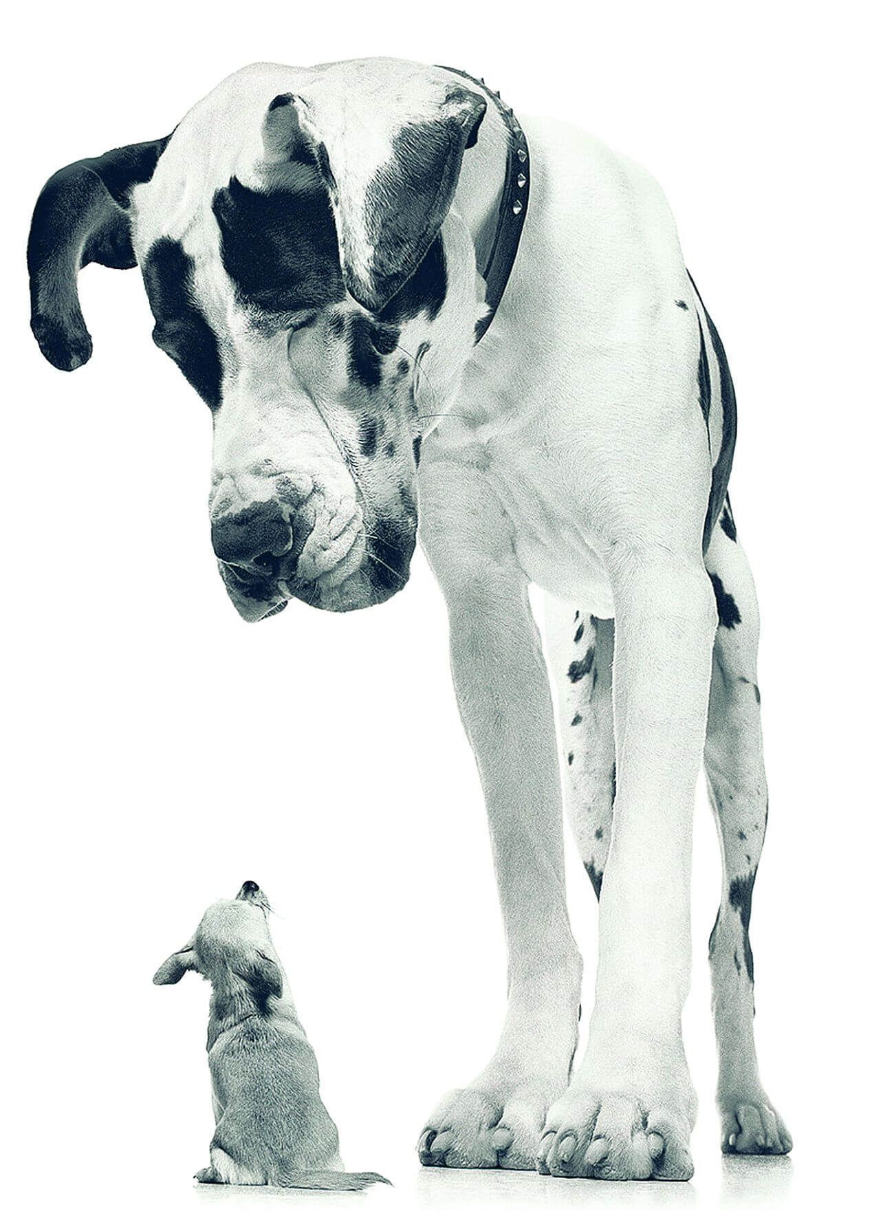 Case #192 — Topdog and underdog