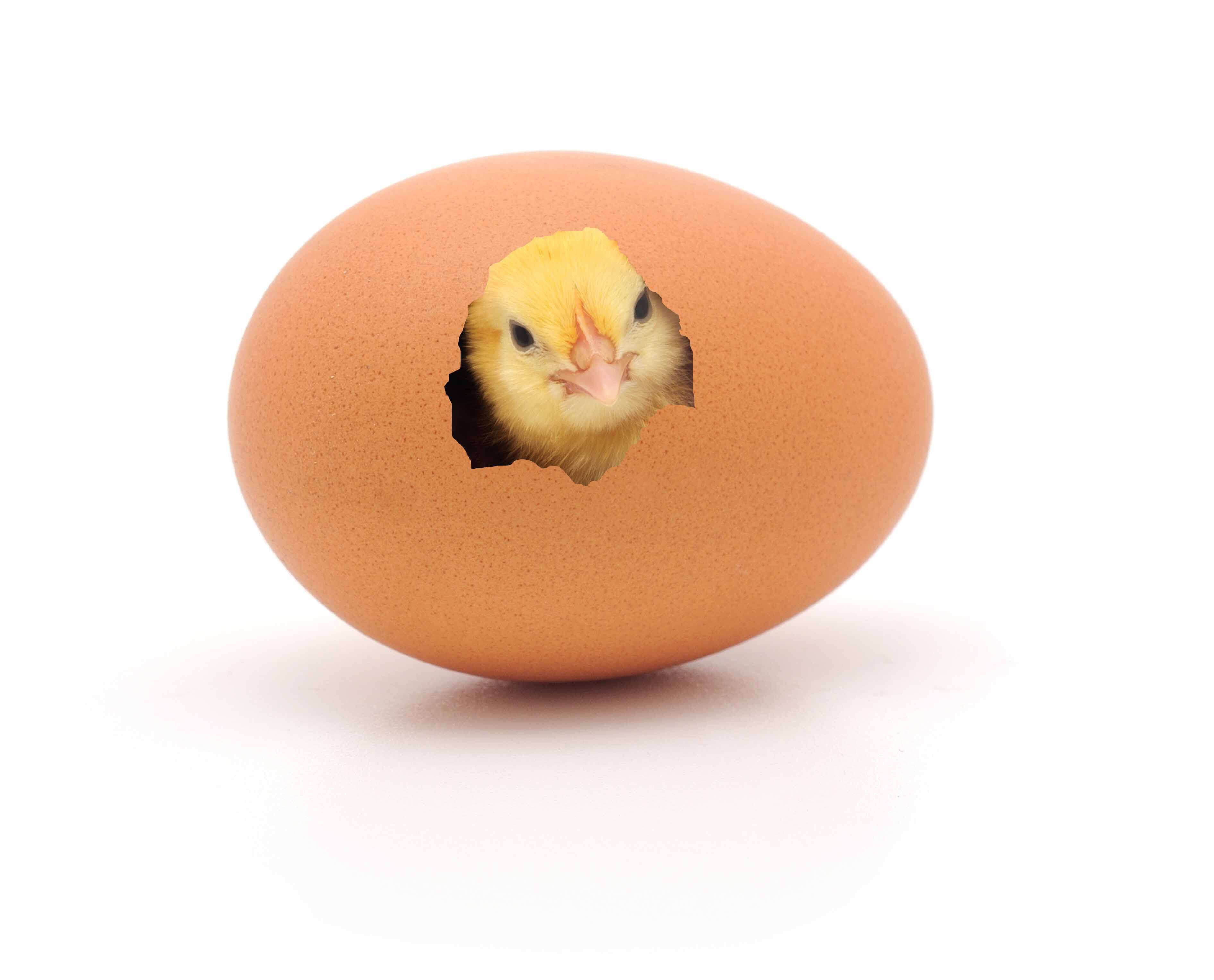 Case #69 — Hatchling creativity
